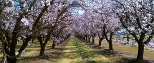 springca